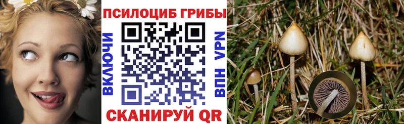 Галлюциногенные грибы Psilocybine cubensis Вилючинск